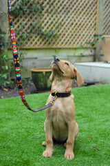 Dog Lead | Maasai Multi - Aspiga