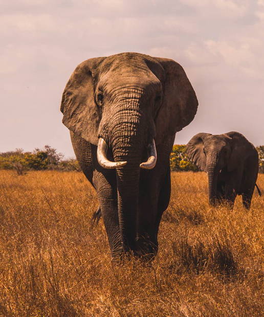 5 Top countries For A Family Safari Holiday – Richard Smith, co-owner Aardvark Safaris