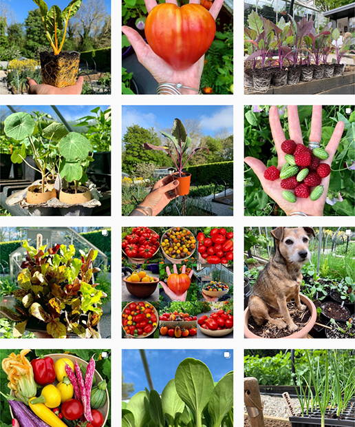 Instagram Of The Month - @mrsbeesgarden