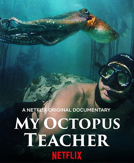 Box Sets - My Octopus Teacher