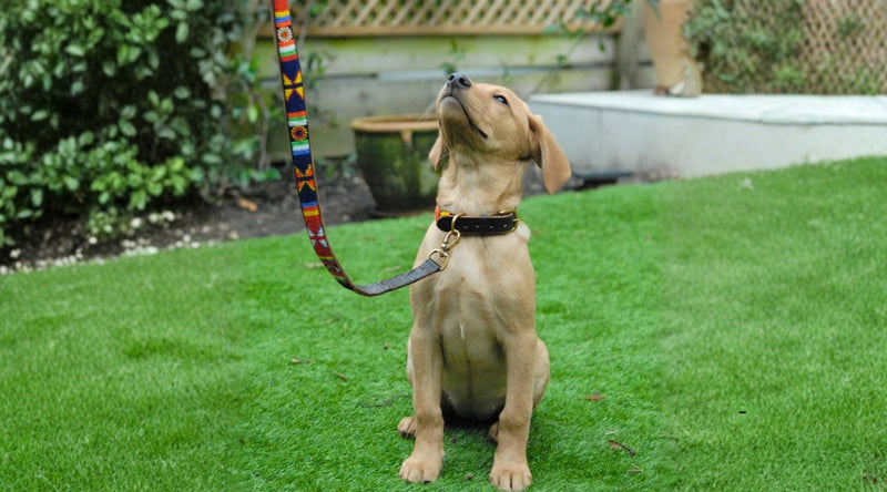 Dog Leads
